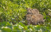 045. 'HUNTING IN PAIRS'.